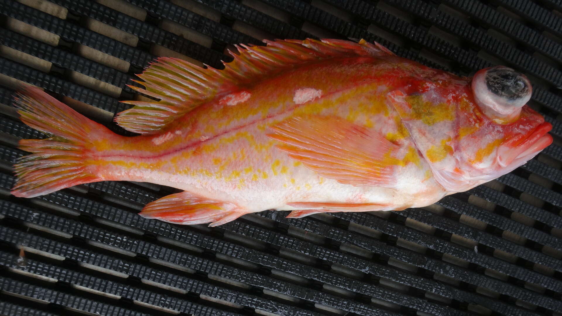 Image of Rosethorn rockfish