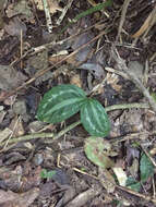 Image of Goeppertia roseopicta (Linden ex Lem.) Borchs. & S. Suárez