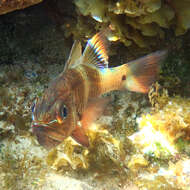 Image of Norfolk cardinalfish