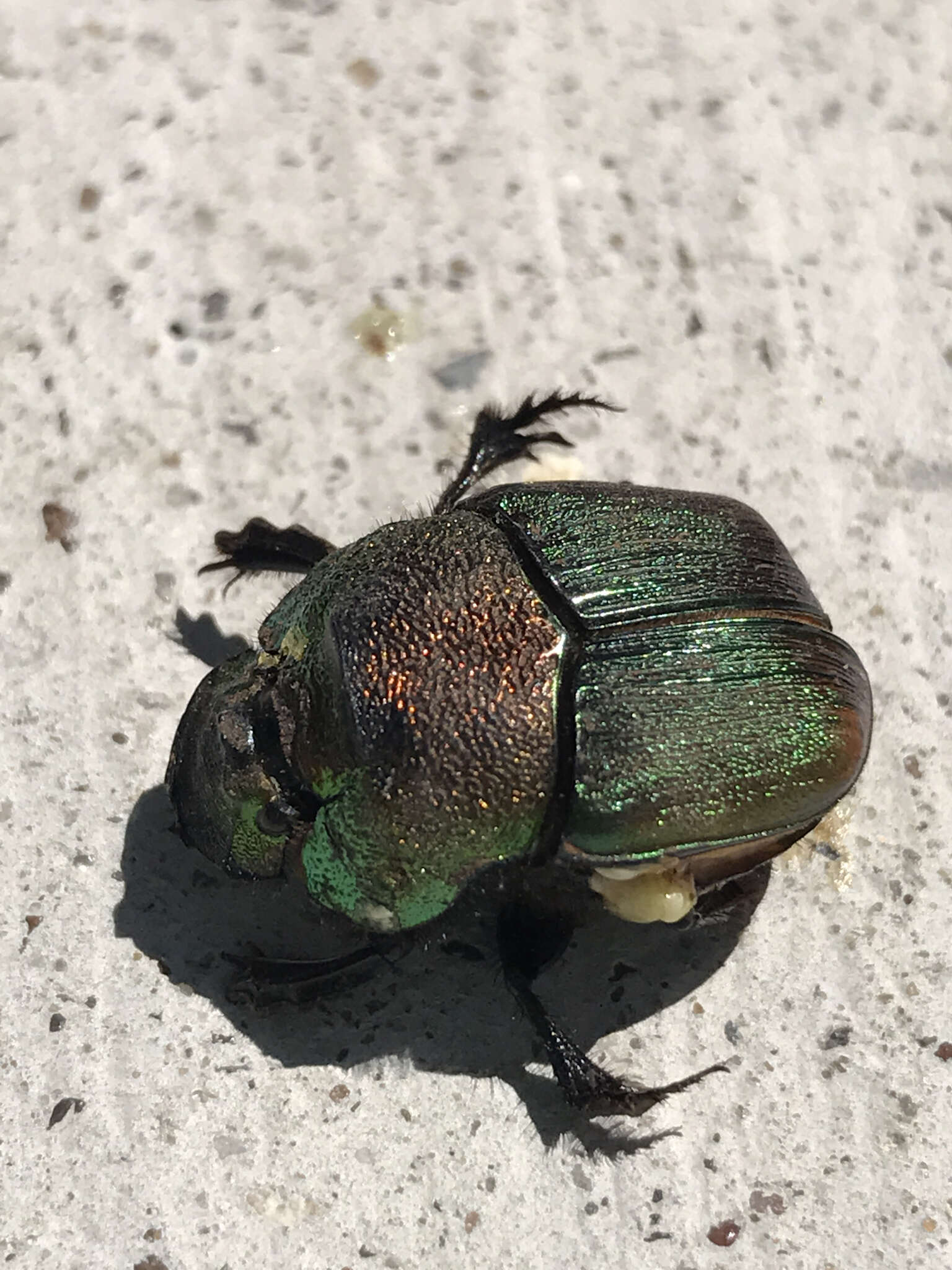 Image of Rainbow Scarab