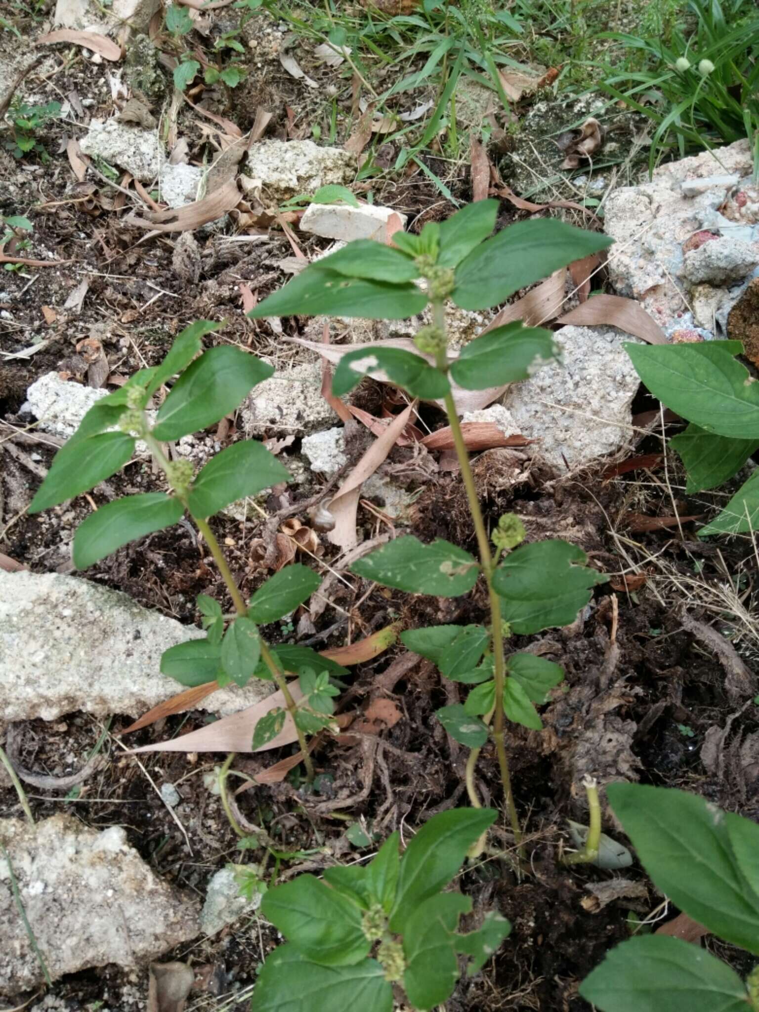 Image of Euphorbia hirta L.