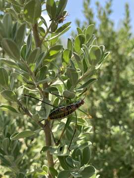 Image of Chestnut Short-wing Katydid