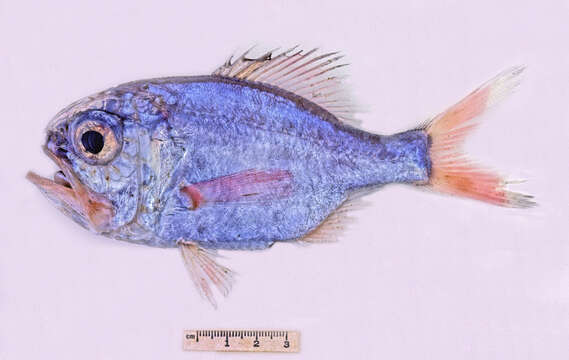 Image of Mediterranean redfish