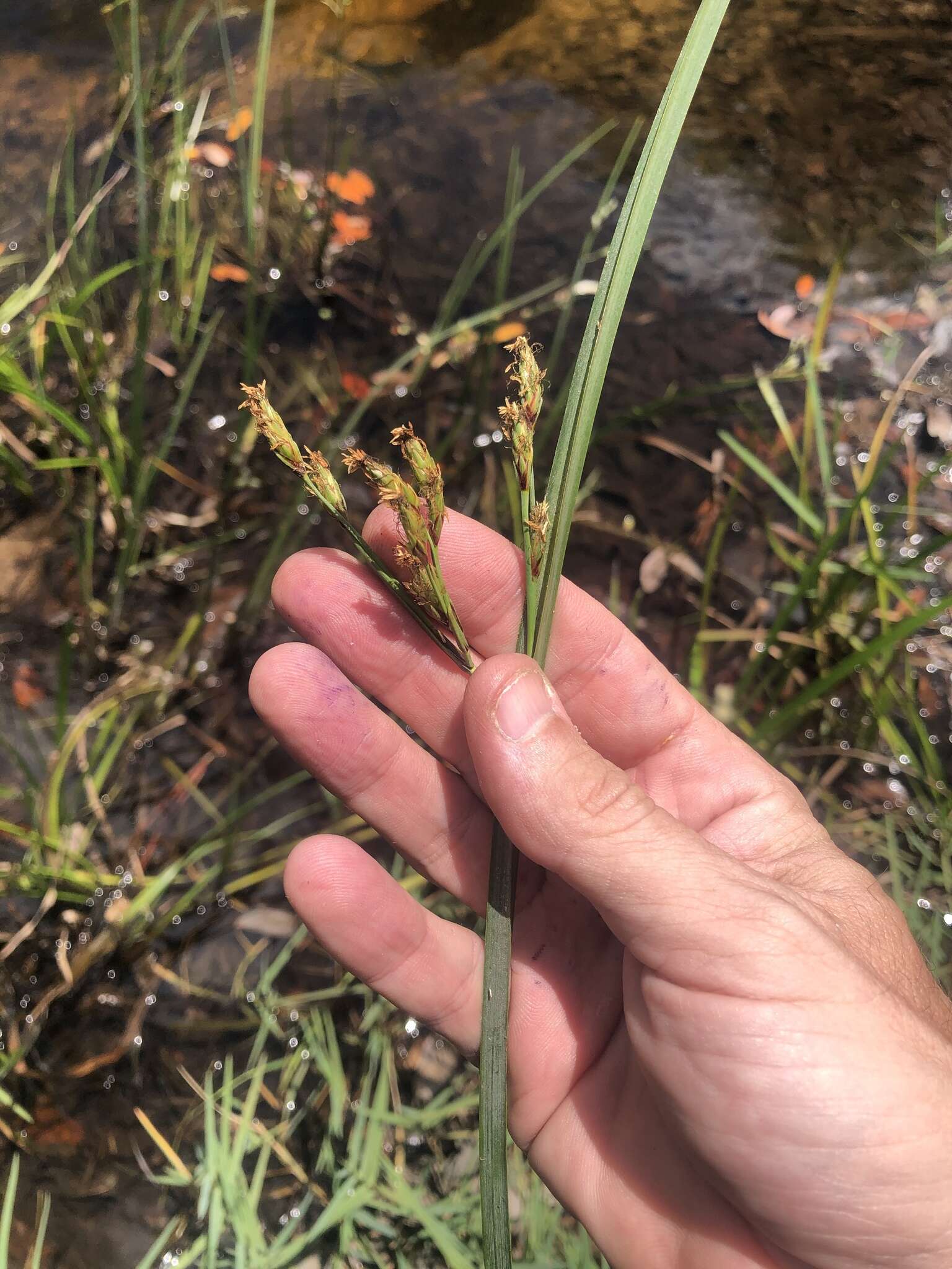 Sivun Schoenoplectus etuberculatus (Steud.) Soják kuva