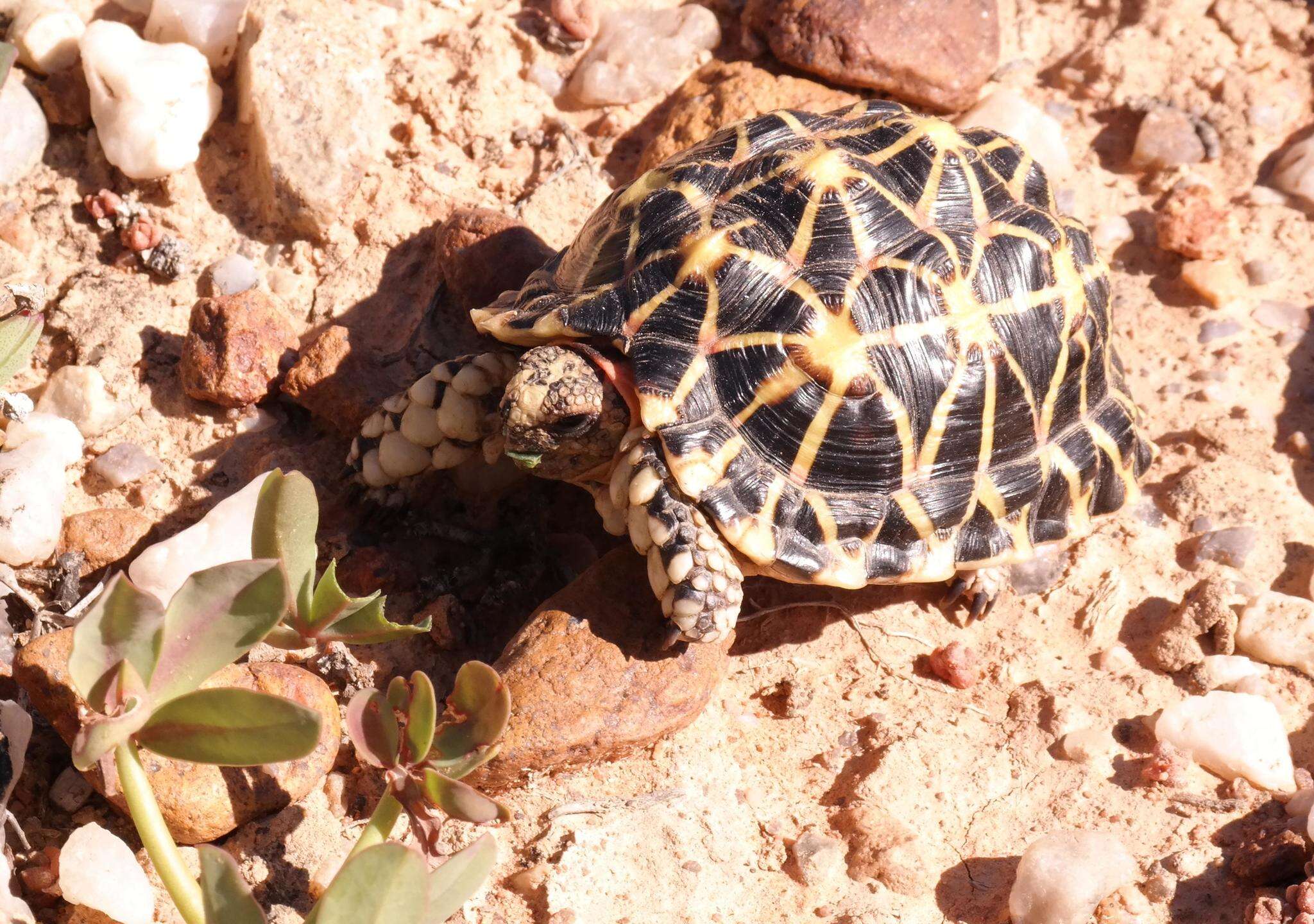 Image of Western Tent Tortoise