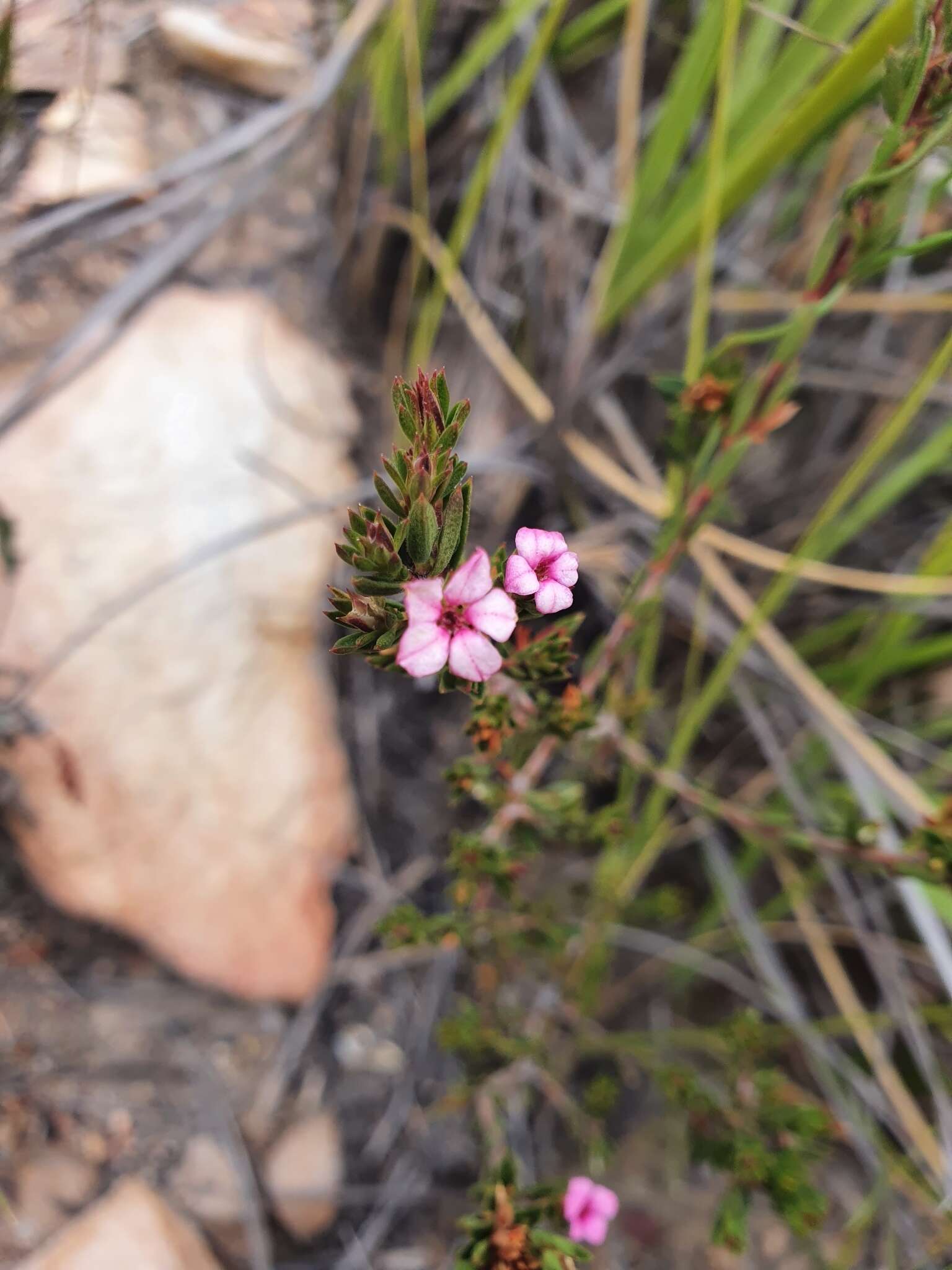 Image of Acmadenia maculata I. Williams