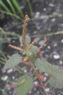 Acalypha adenostachya Müll. Arg. resmi