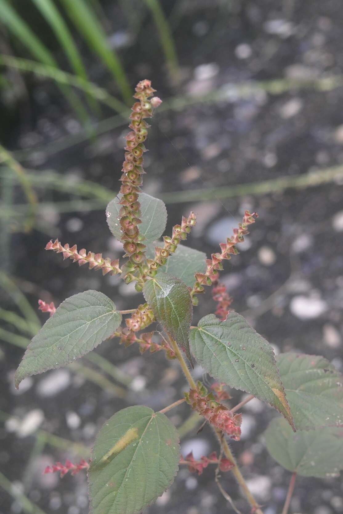 Acalypha adenostachya Müll. Arg. resmi