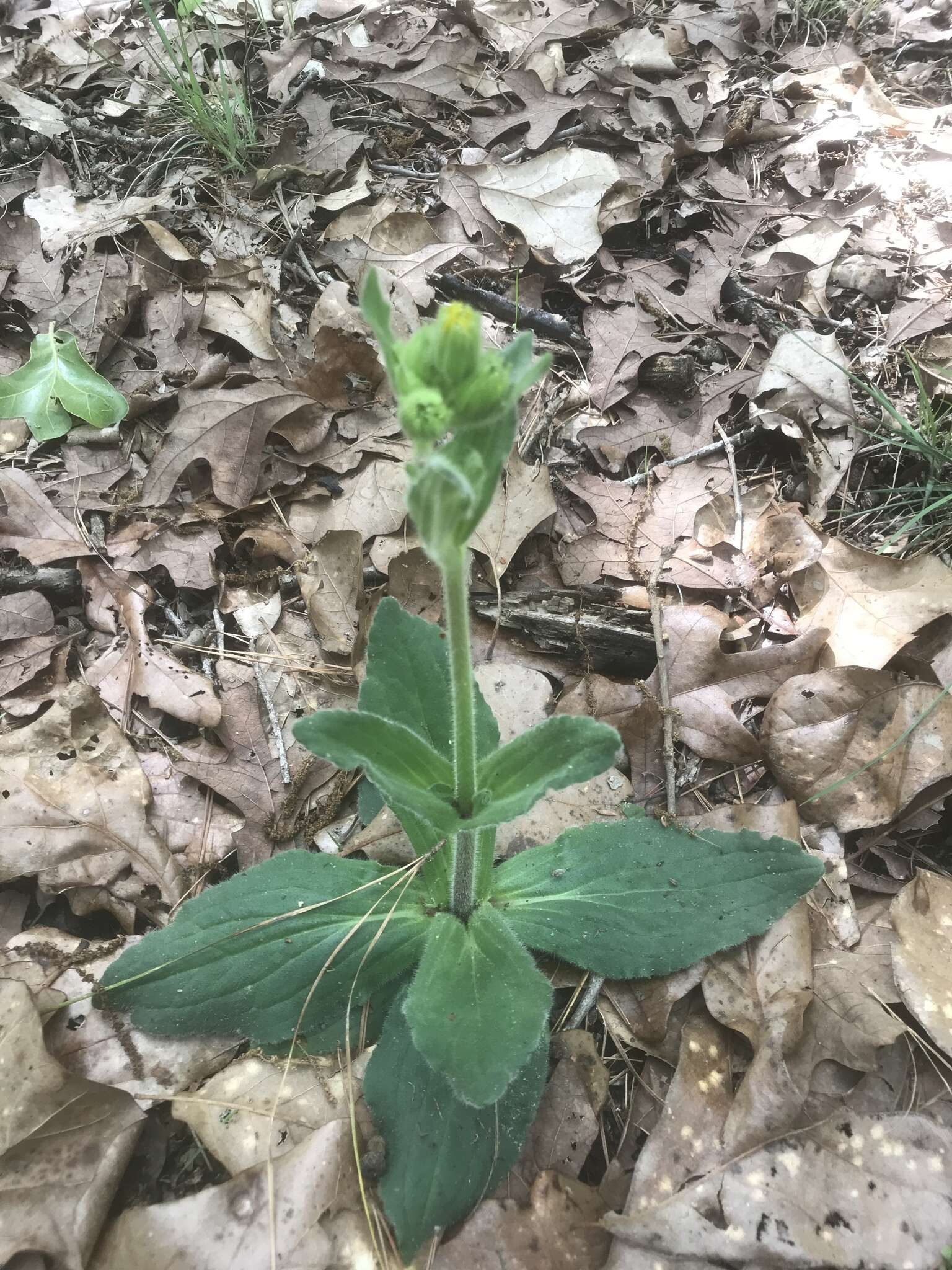 Image of Common Leopardbane