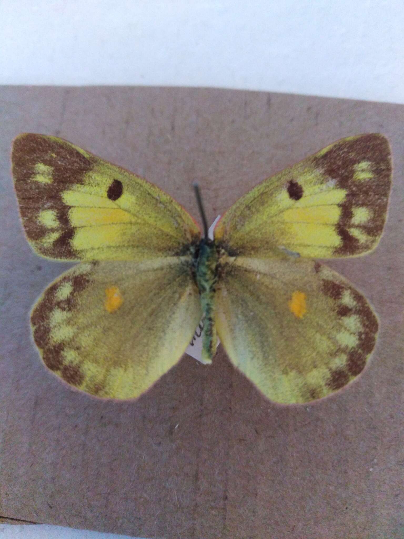 Image of Colias chrysotheme (Esper 1777)