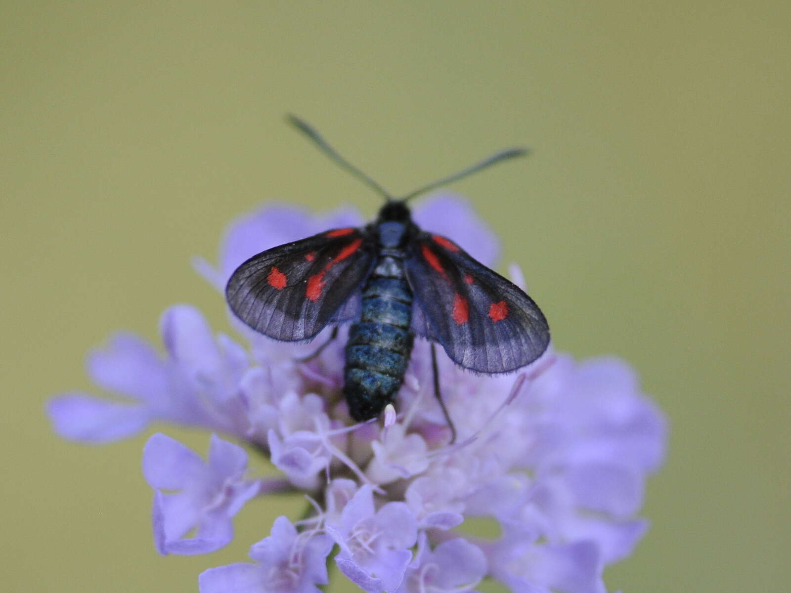 Image of <i>Zygaena romeo</i>