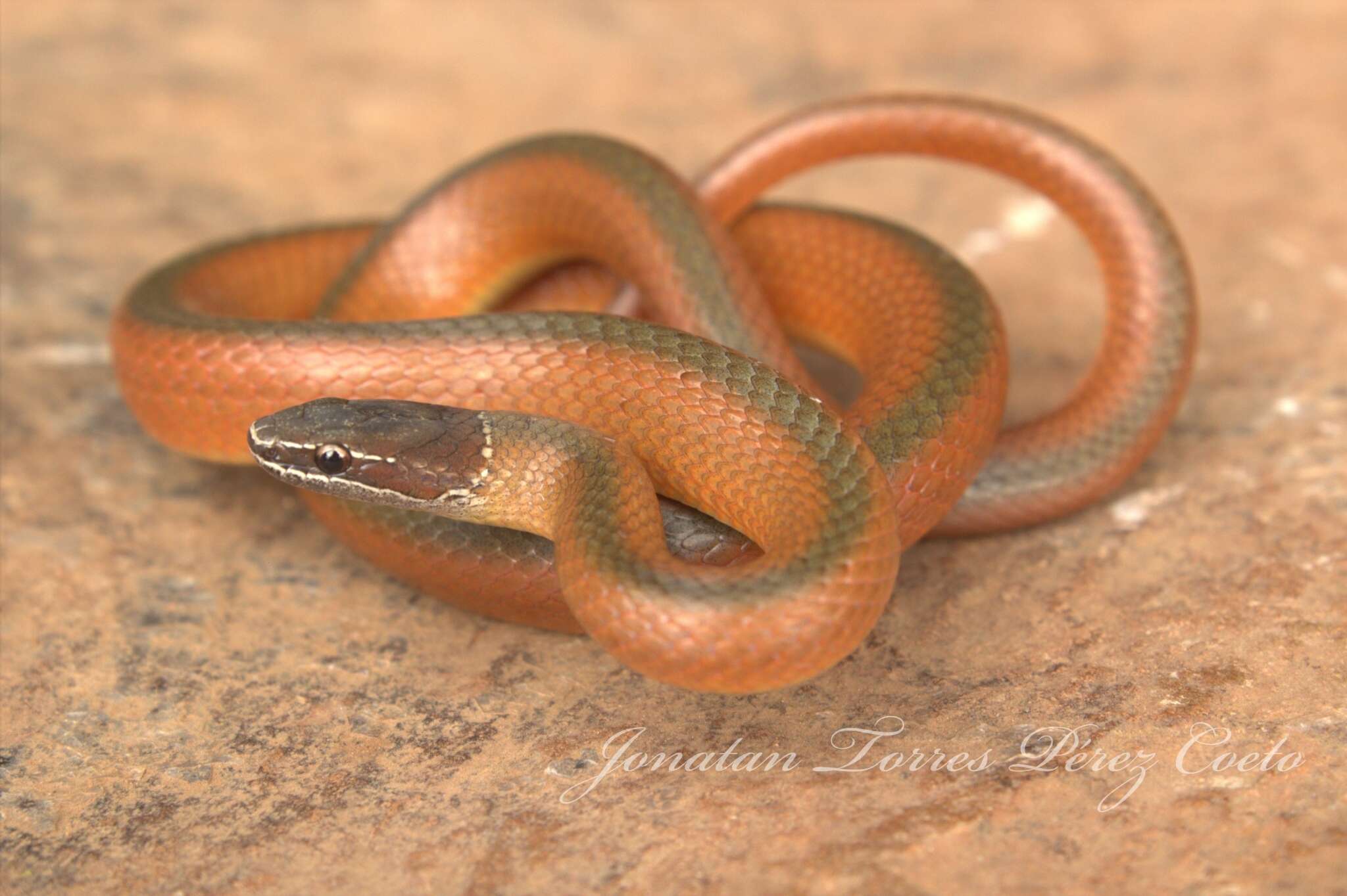 Image of Crowned Graceful Brown Snake