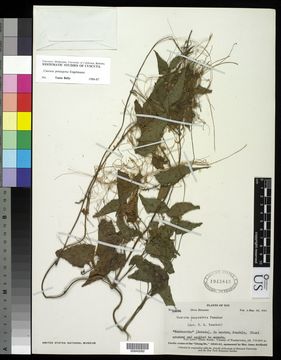 Image of fiveangled dodder