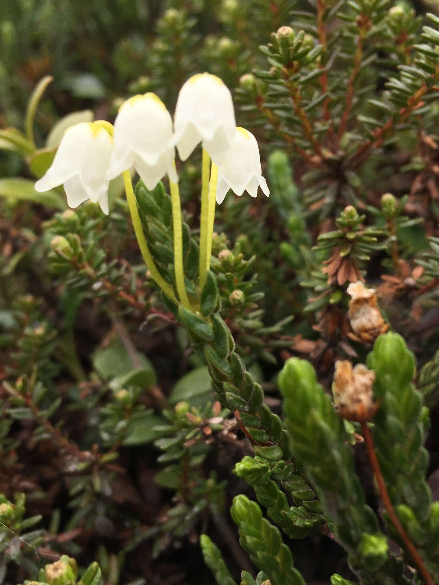 Image of white arctic mountain heather