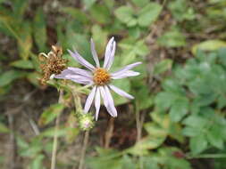 Image of eastern showy aster