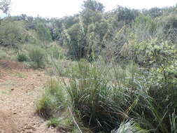 Image of Mauritanian grass