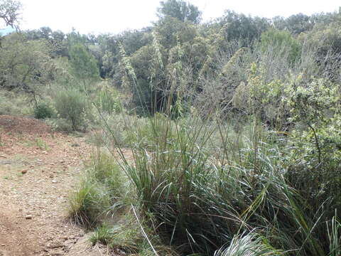 Image of Mauritanian grass