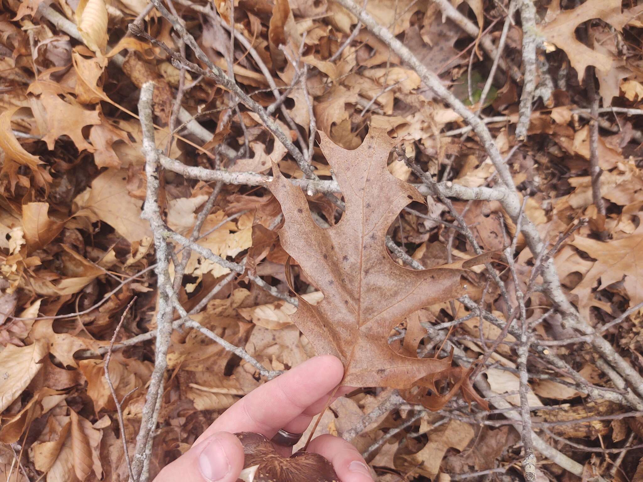 Image of shiitake