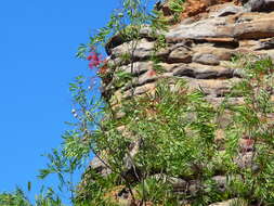 Image of Grevillea heliosperma R. Br.