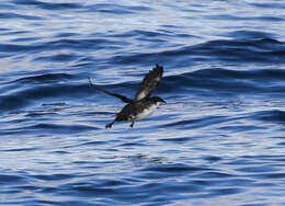 Image of Craveri's Murrelet