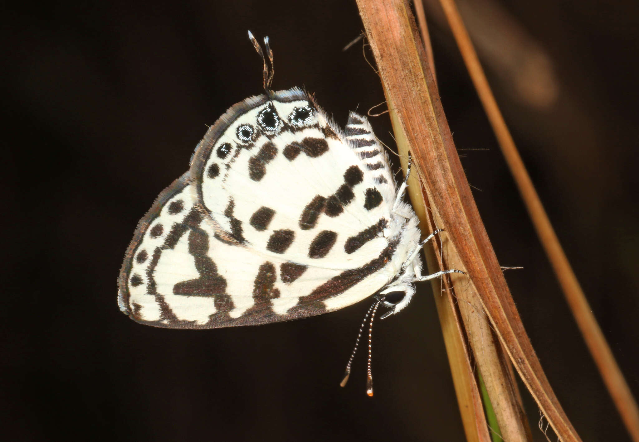 Tuxentius calice (Hopffer 1855)的圖片