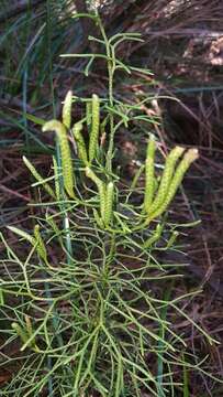 Image of Pseudolycopodium