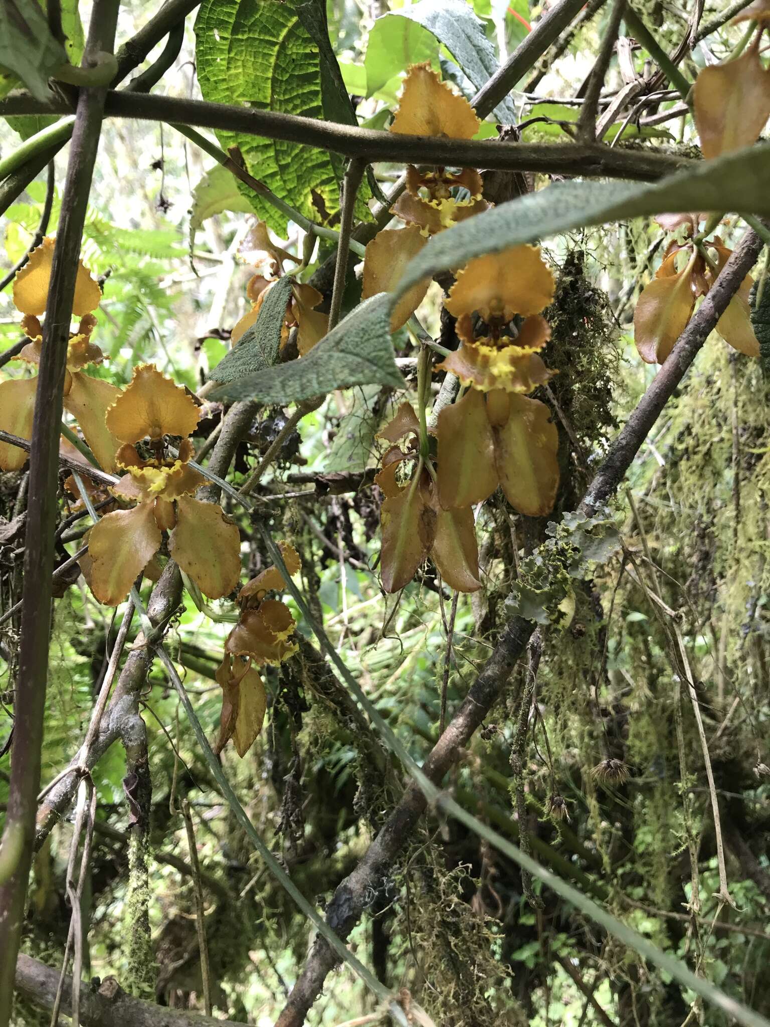 Image of Cyrtochilum baldeviamae (Rchb. fil.) Kraenzl.