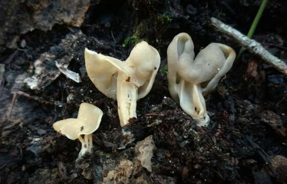 Image of Helvella lactea Boud. 1907