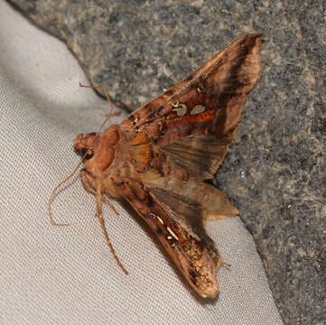 Image of Two-spotted Looper Moth, Twin Gold Spot