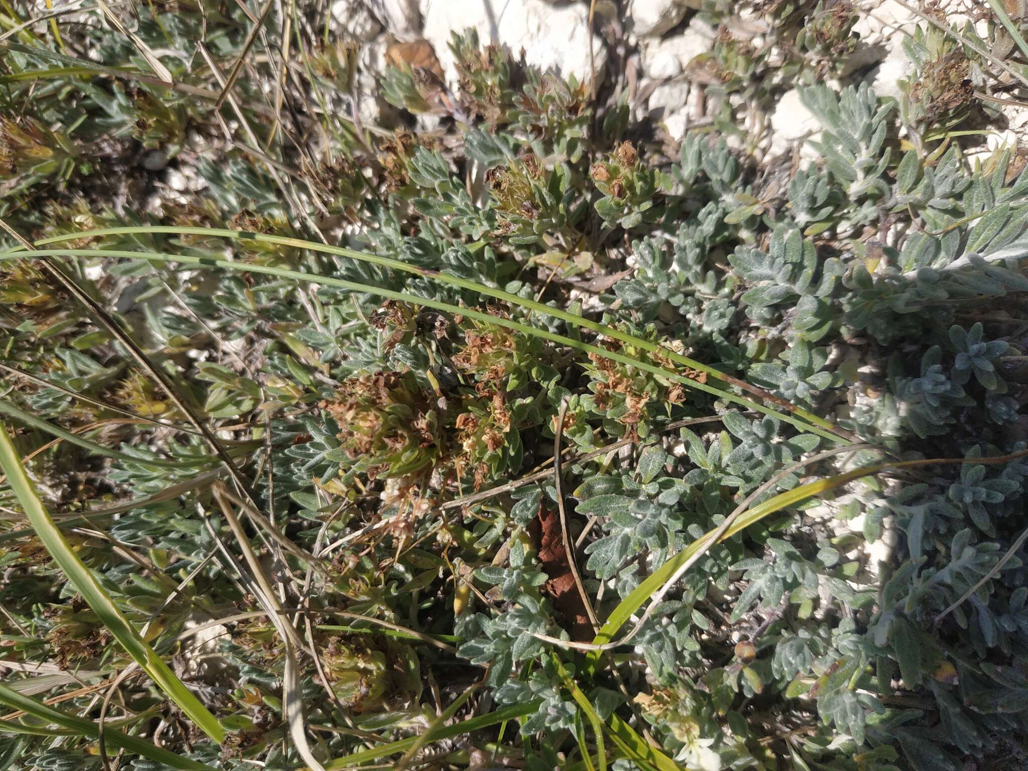 Image of Teucrium montanum subsp. montanum