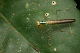 Imagem de Hapalopezella maculata Kirby 1904