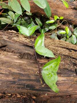 Image of Passiflora vespertilio L.