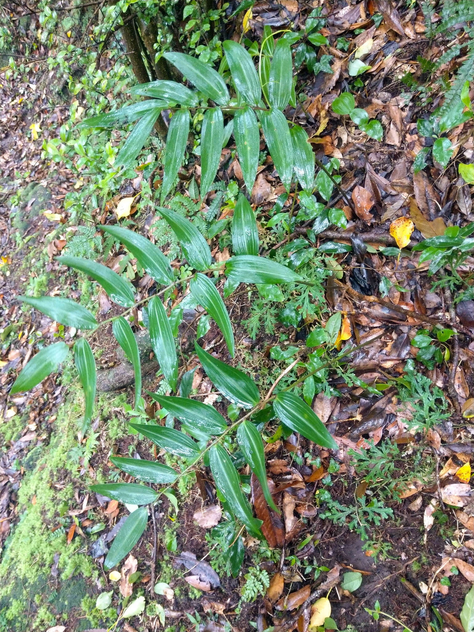 Image of Polygonatum arisanense Hayata