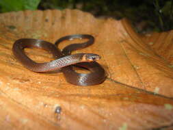 Image of Boulenger's Centipede Snake