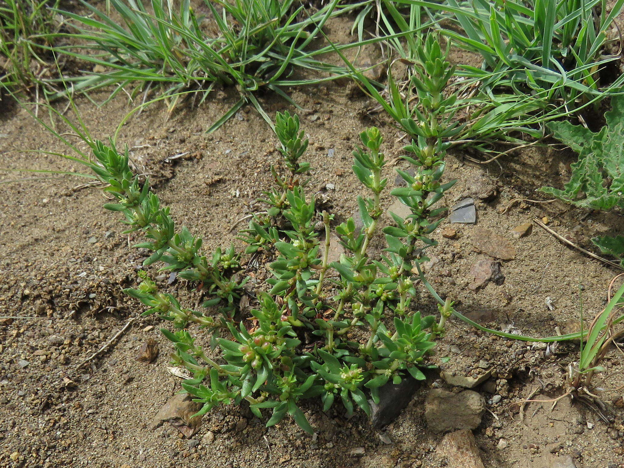 Image de Nenax microphylla (Sond.) Salter