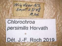 Image of Chlorochroa (Chlorochroa) persimilis Horvath 1908