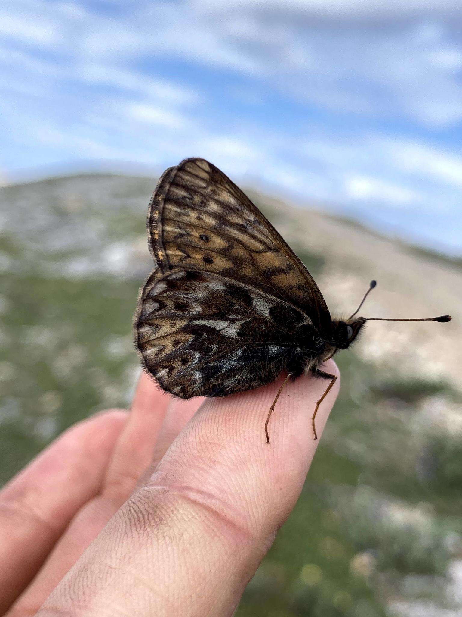 Image of <i>Boloria natazhati</i>