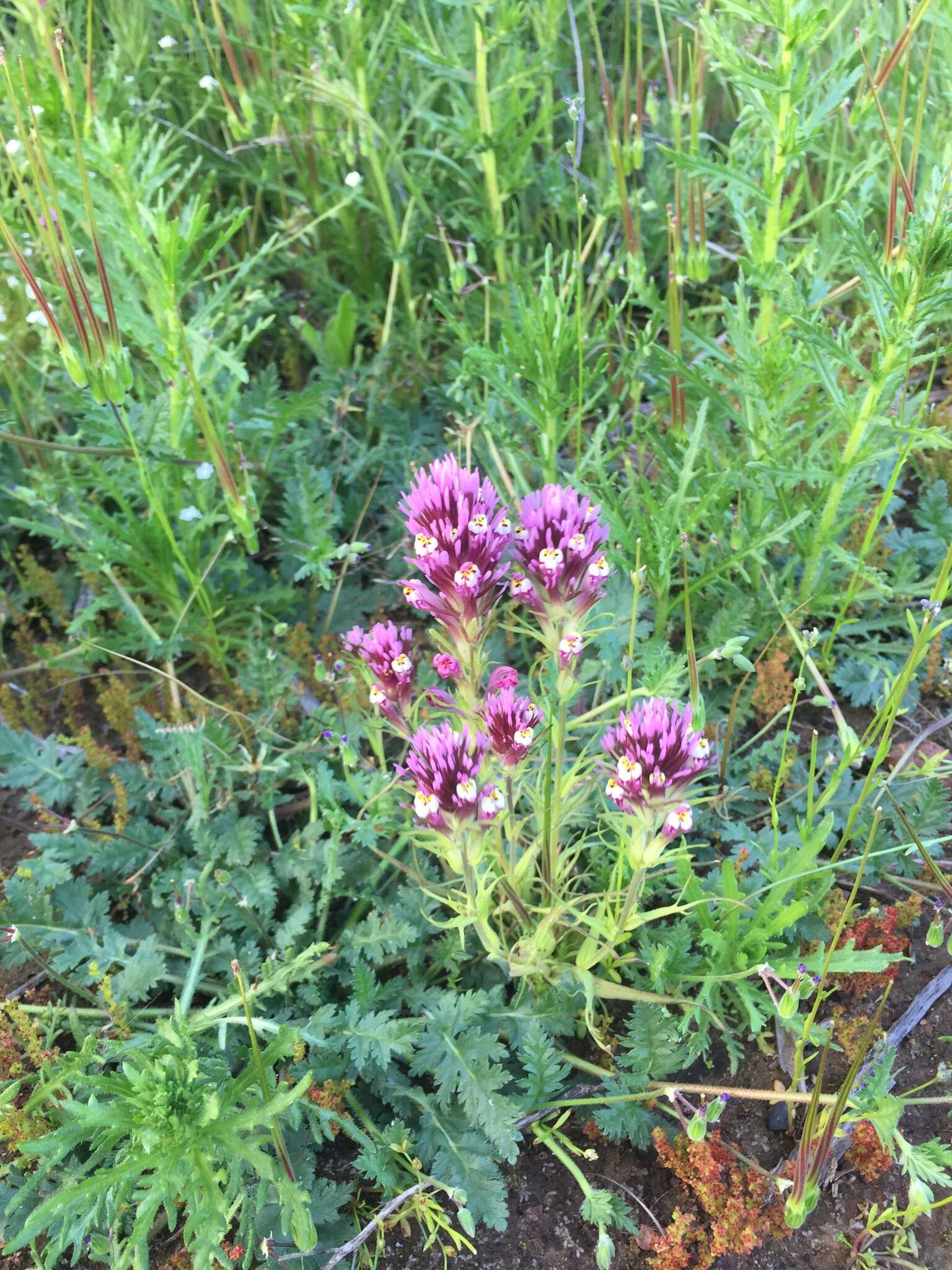 Image of denseflower Indian paintbrush