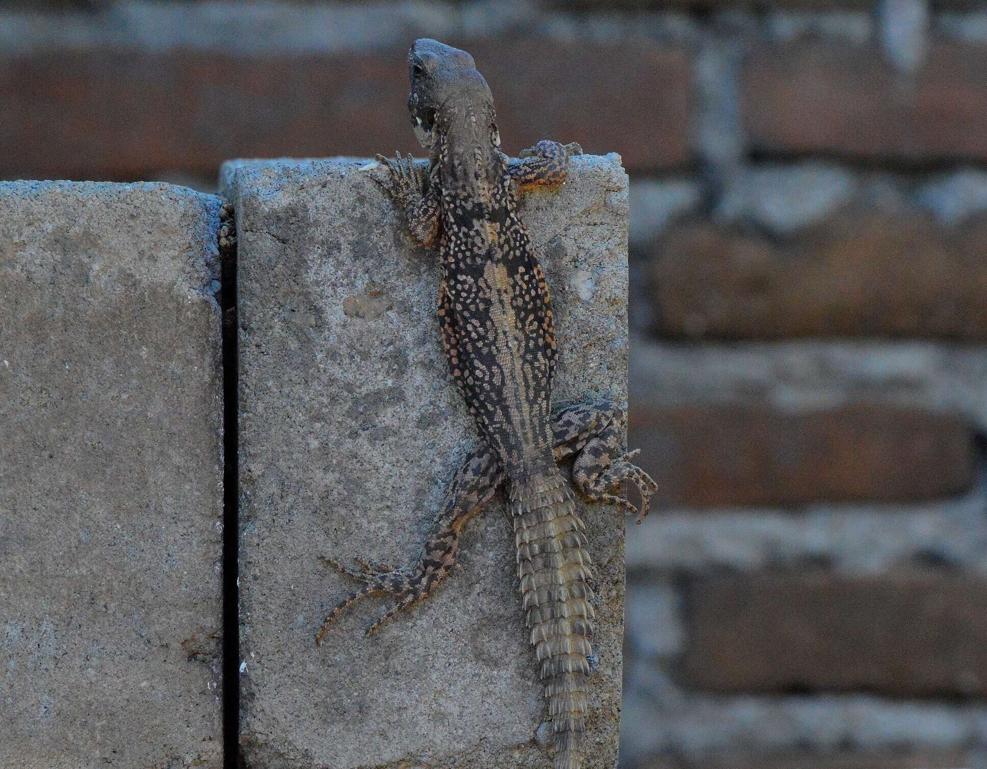 Image de Ctenosaura oaxacana Köhler & Hasbun 2001