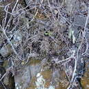 Image de Doryopteris decora Brack.