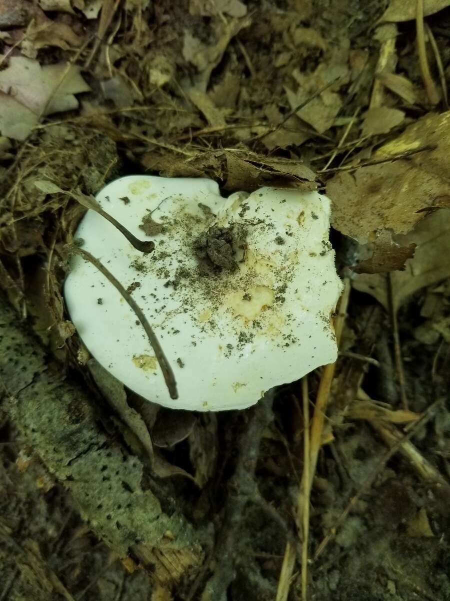 Image of Lactifluus glaucescens (Crossl.) Verbeken 2012