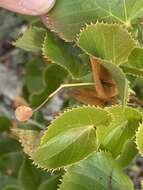 Image of Tilia dasystyla Steven