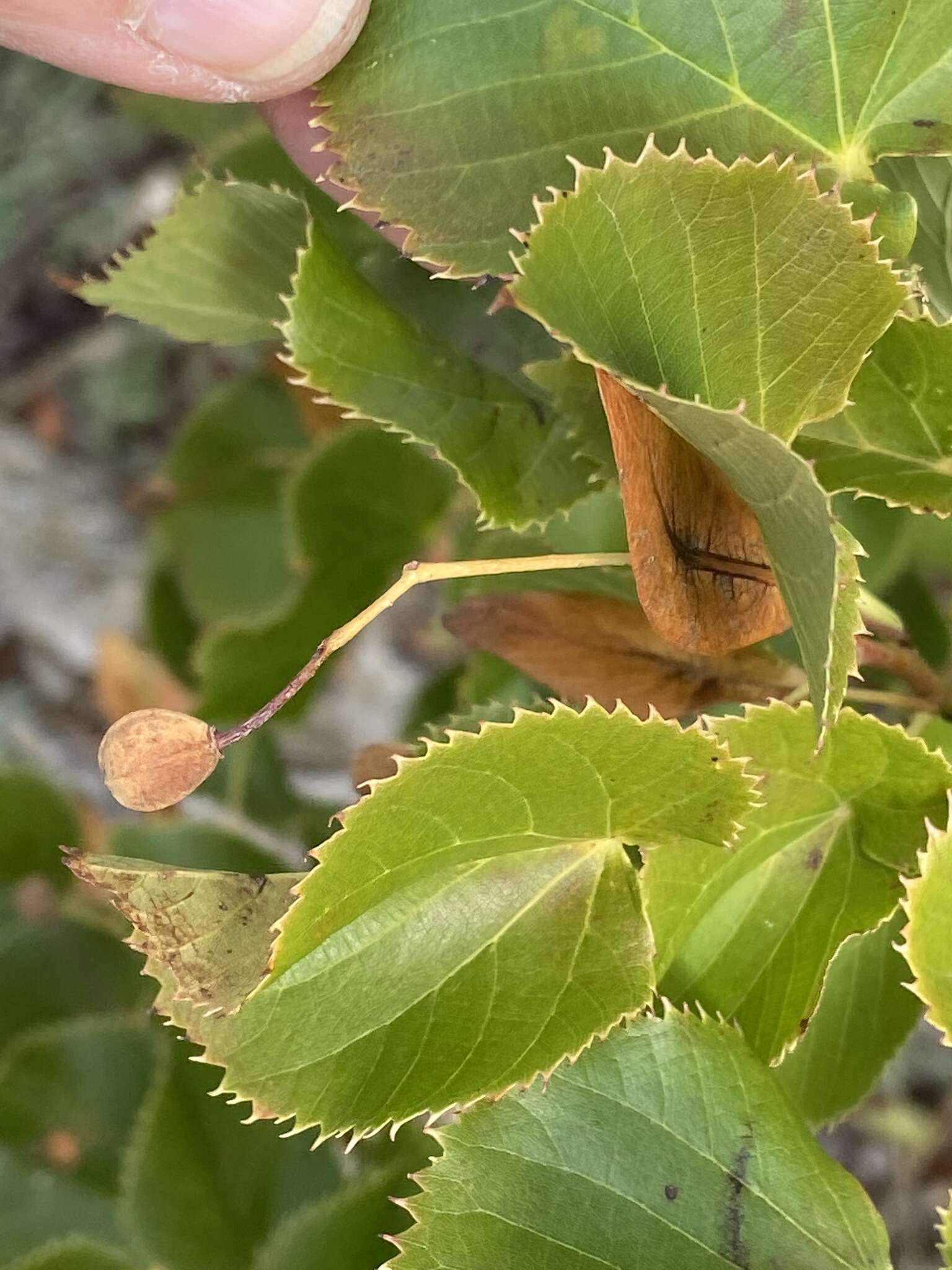 Image of Tilia dasystyla Steven