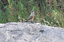 Image of Madagascan Pratincole