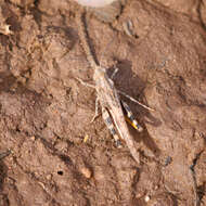 Image of Ridged Grasshopper