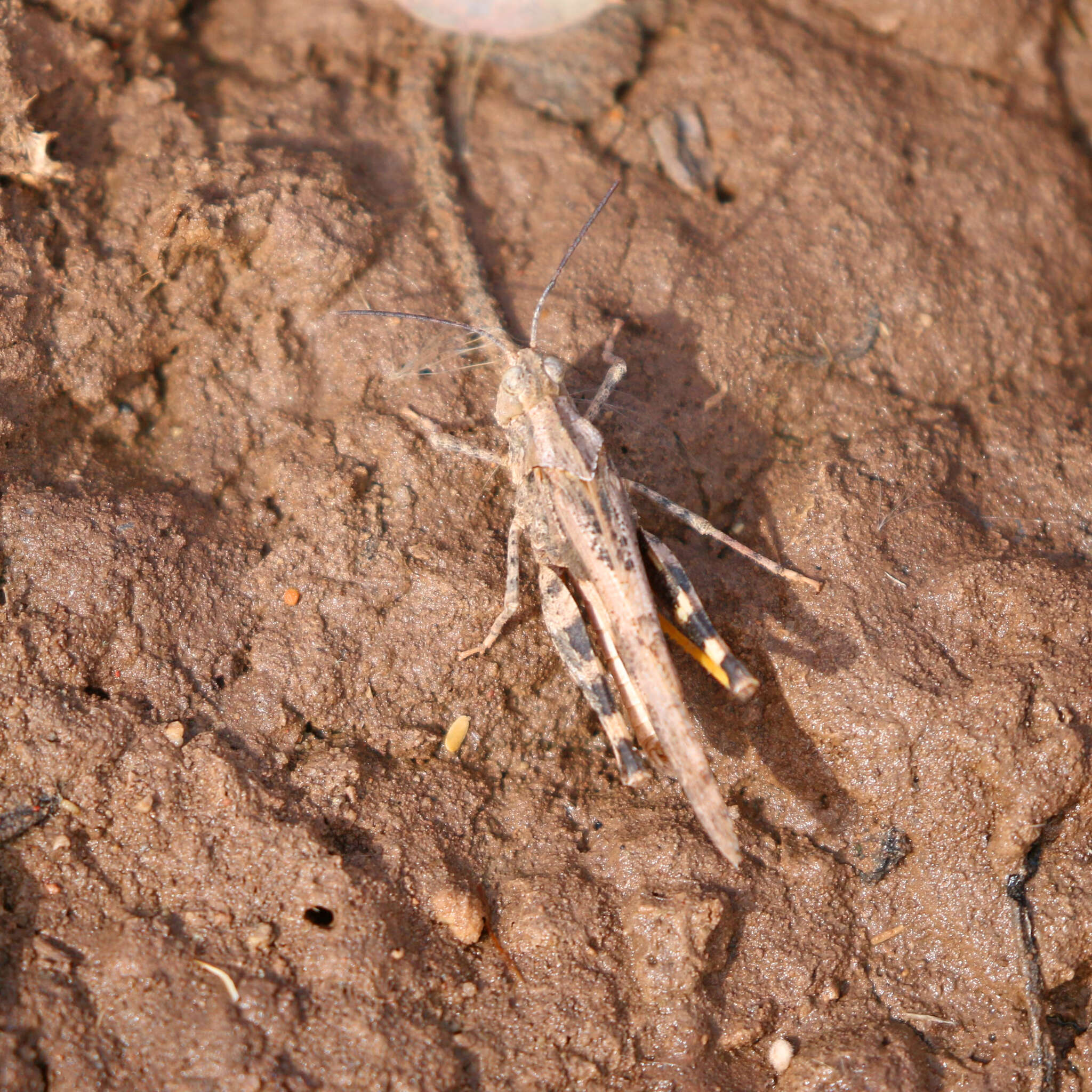 Image of Ridged Grasshopper