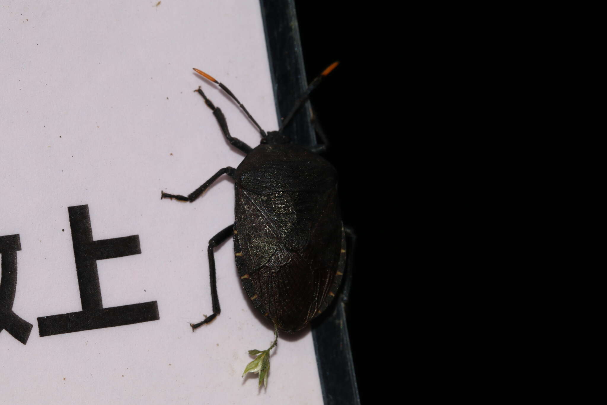 Coridius chinensis (Dallas 1851)的圖片