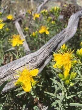 Plancia ëd Hypericum concinnum Benth.