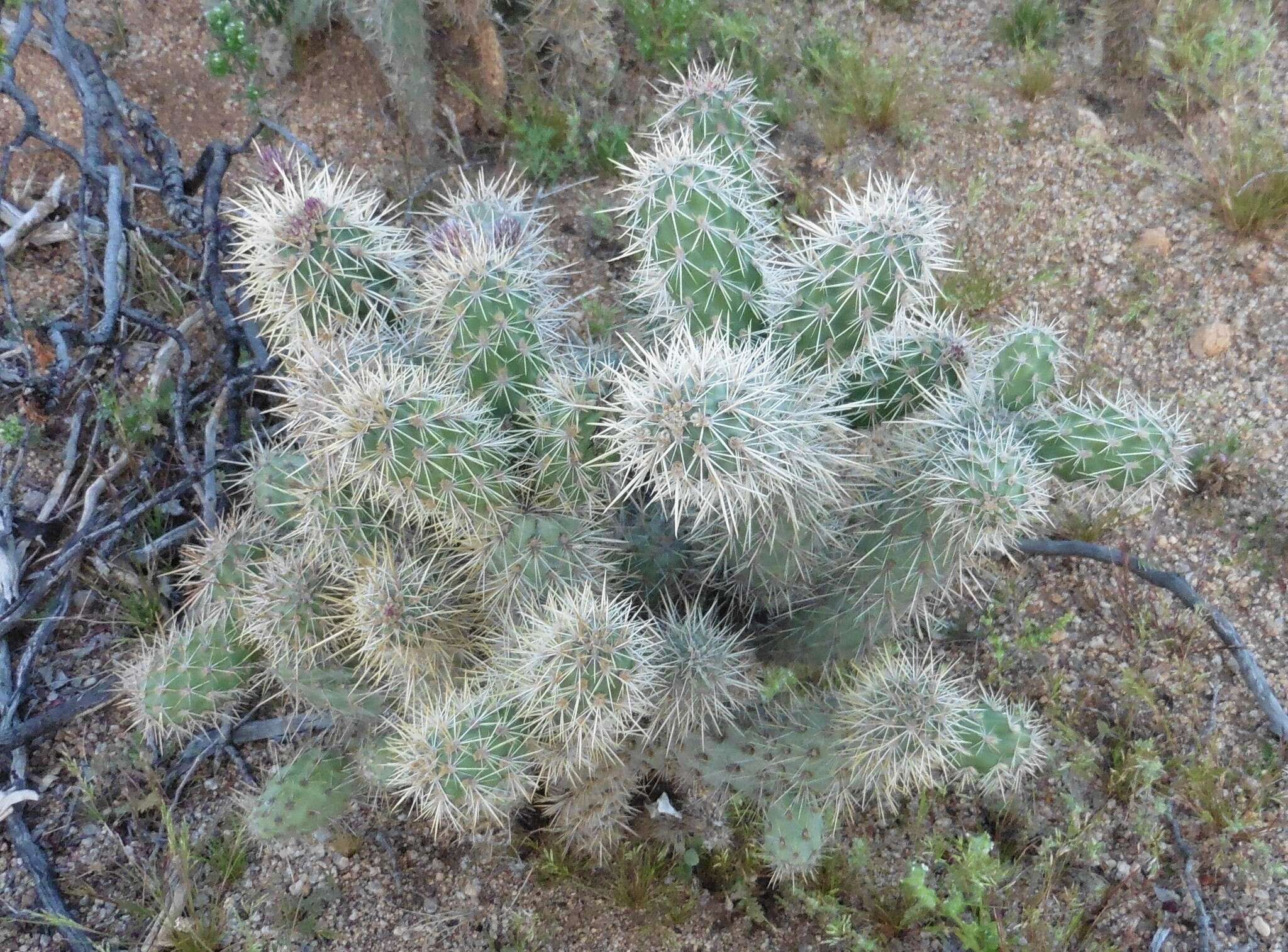 Image of Cylindropuntia alcahes (F. A. C. Weber) F. M. Knuth