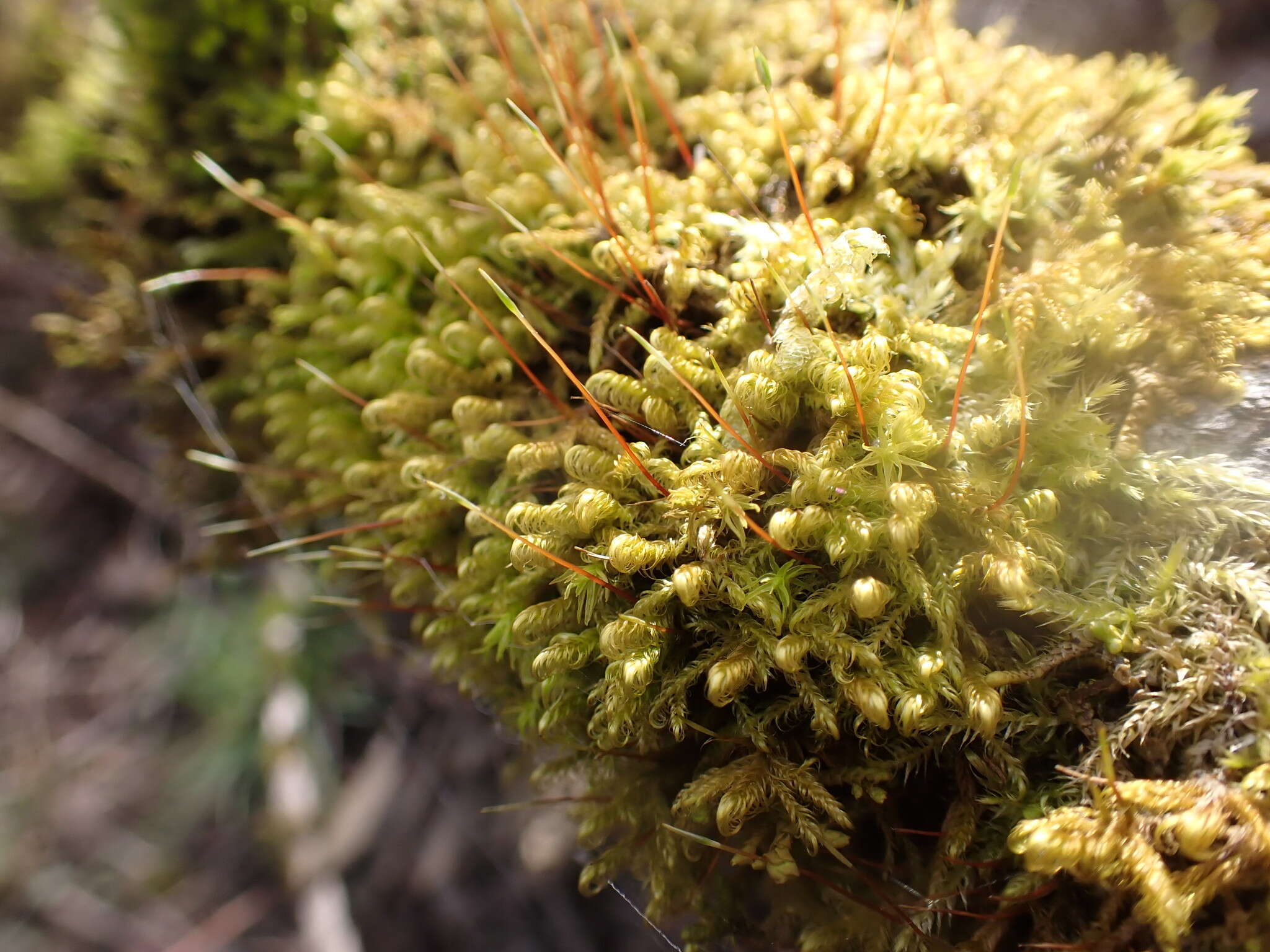 Image de <i>Sanionia uncinata</i> var. <i>symmetrica</i> (Renauld & Cardot) H. A. Crum & L. E. Anderson